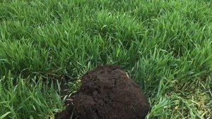 Воскресите свой огород ! Повышаем  плодородие почвы