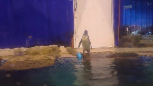 КХАО КХЕО - 1ЧАСТЬ | КОНТАКТНЫЙ ЗООПАРК | СЕЛФИ С ЖИРАФОМ | ПАТТАЙЯ 2017 | ТАЙЛАНД смотреть онлайн