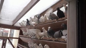 УНИКАЛЬНЫЕ БОЙНЫЕ  ГОЛУБИ В МОСКВЕ!! ПИТОМНИК МАРКА ЧАСТЬ 4 АЯ!! #pigeons# Tauben#