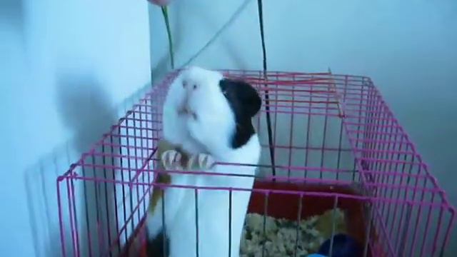 морская свинка смотреть онлайн