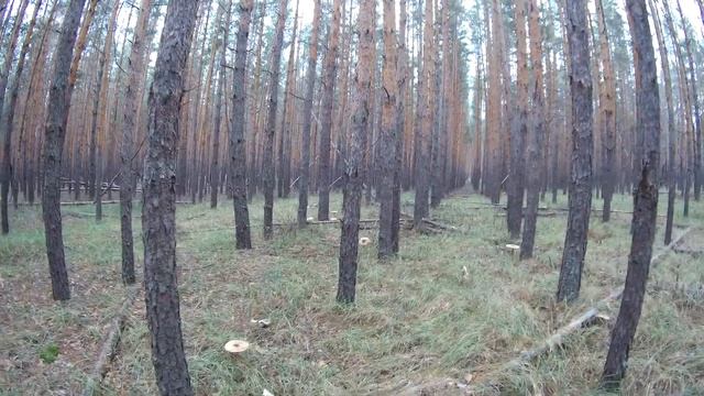 Белые, маслята, зонтики. Грибы соснового леса.