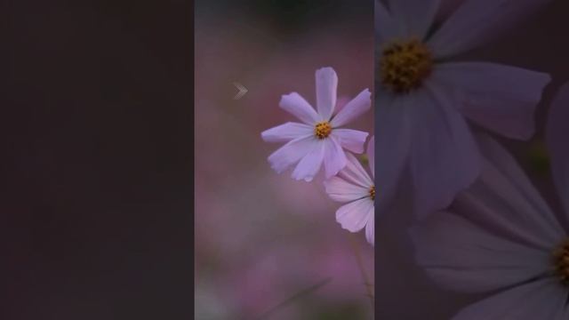 Боль #shorts смотреть онлайн