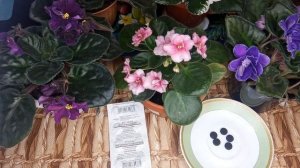 Польза Активированного угля для комнатных цветов и рассады