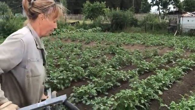 Ручной окучник "Дедушкин плужок" в работе 18.06.2021г. смотреть онлайн