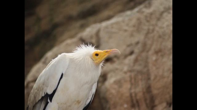 Sony DSLR A200 - The Zoo @ Nuremburg смотреть онлайн