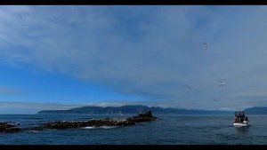 Камчатка. Морская прогулка на катере к острову Старичков