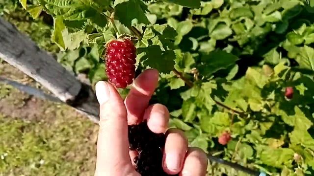 Ежевика бесшипная Коламбия Гигант. 25.07.22 г. Омск Ферма "Омская Ягода".