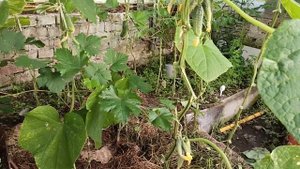 Выращивание огурцов Хрустик в один побег на небольшом участке в теплице на 22.07.23. Сбор урожая