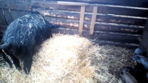 Венгерская мангалица от 0 до 2-х месяцев. Как растут поросята венгерской мангалицы.