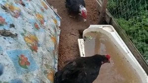 Как приучить уток есть траву. Опыт из детства