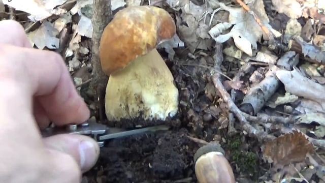 За белыми грибами . Грибные места смотреть онлайн