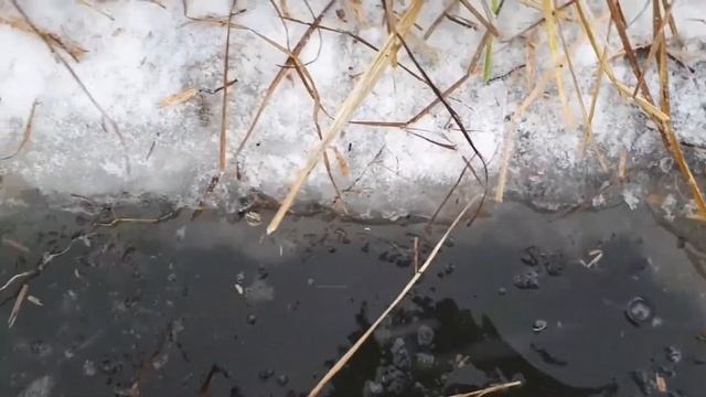 Проверка капканов декабрь 2017 смотреть онлайн