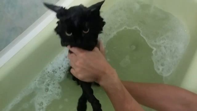 Купание черного Кота . Кошки забавное. смотреть онлайн