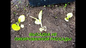 ВЫСАДКА НЕ ПИКИРОВАННОЙ РАССАДЫ