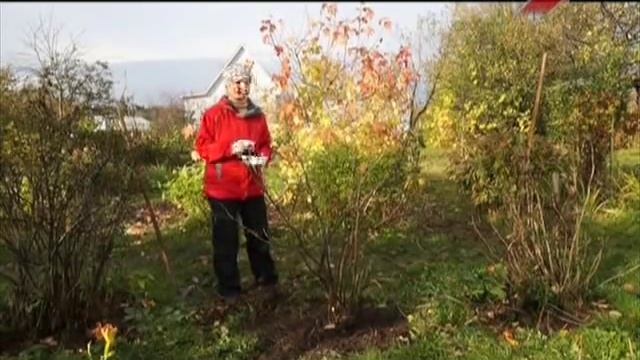 Подготовка кустов смородины к зиме смотреть онлайн