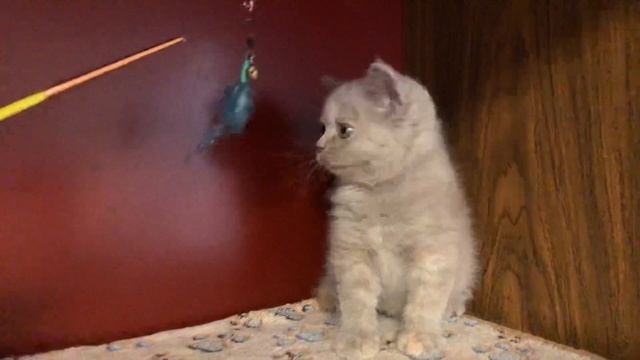 Британский котёнок, 2 месяца