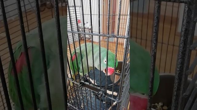 Попугаи Александрийский и Жако