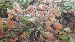 ЗАЩИТА КЛУБНИКИ ОТ ВРЕДИТЕЛЕЙ И БОЛЕЗНЕЙ