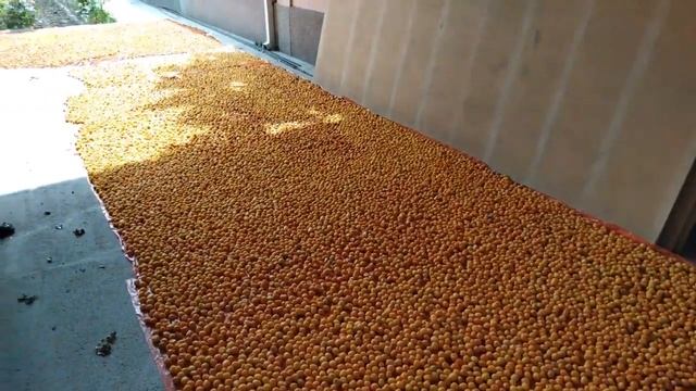 Абрикос, курага, кайса, урюк, баргак Таджикстана - как выращивают, убирают, сушат на солнце, продаю смотреть онлайн