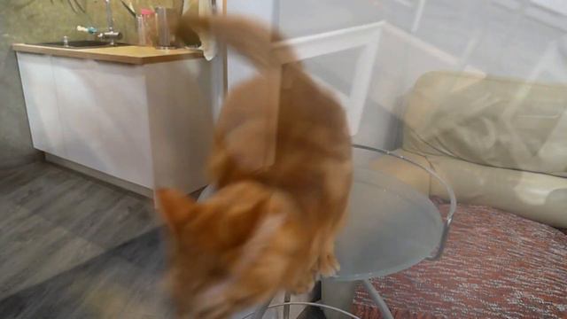 МЯУ 6 ( И снова Джаз! ) смотреть онлайн