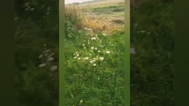 не хочет нести мяч ну будем стараться учить😋 смотреть онлайн