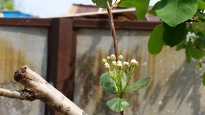 Прививочный секатор. Прививка черноплодной рябины на иргу.