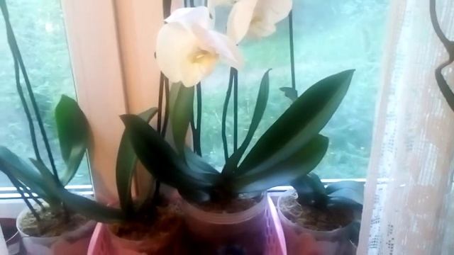 Моя новая орхидея фаленопсис. Жёлтая красавица смотреть онлайн