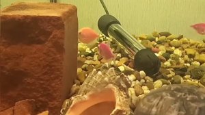 КАК ухаживать за аквариумными рыбками ТЕРНЕЦИЯМИ ответ прост посмотри это видео ;)