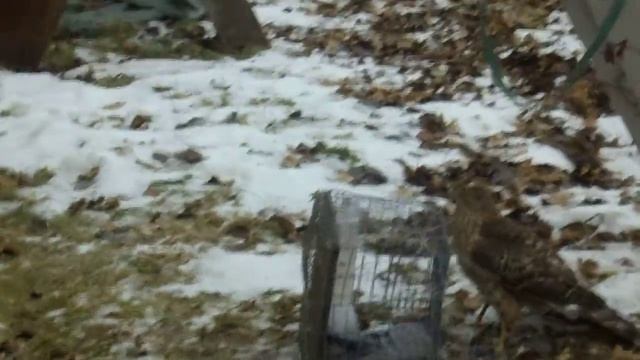 MOV01183 Безопасная ловля тетери на петли смотреть онлайн