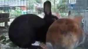 Кролики трахаются быстро часто и много