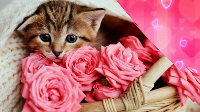 С_ДНЕМ_РОЖДЕНИЯ_МУЗЫКАЛЬНАЯ_ОТКРЫТКА_ПОЗДРАВЛЕНИЕ.mp4