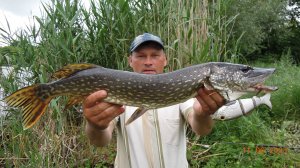 Щука на крупный свимбейт.