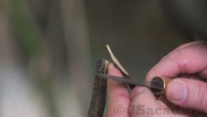 BEST Grafting Techniques using DORMANT SCIONS | Grafting Fruit Trees