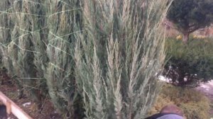 Как подготовить хвойные к зиме - обвязка можжевельника. Подготовка хвойных к зиме