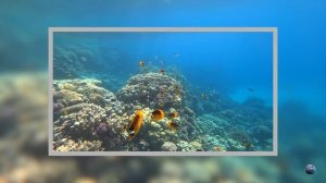Coral Beach Resort Montazah 4 ?? // Хороший отпуск в Шарм-Эль-Шейх бухта Ras Nasrani