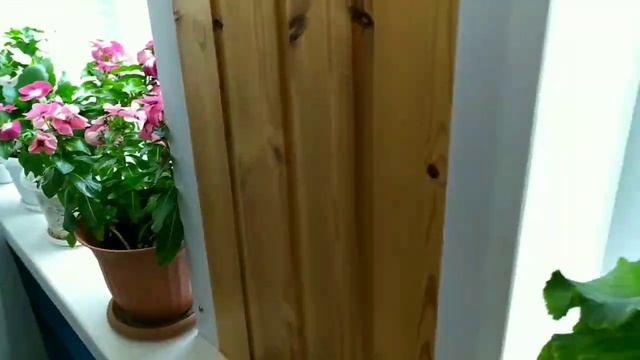 Цветы, попугаи, домик в деревне, родник