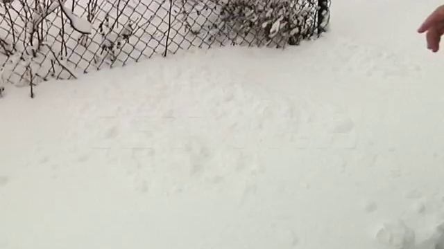 Бешеный волк напал на человека