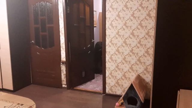 #Обзор 3х комнатной квартиры/Меняем трёшку на двушку и однушку! смотреть онлайн