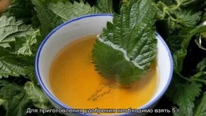 Чем подкормить фикус Бенджамина в домашних условиях