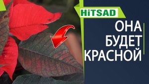 Почему пуансеттия зелёная ✿ Как зелёную пуансеттию сделать снова красной ✿ Рождественский цветок