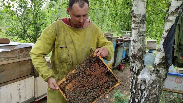 Пчеловодство. Экстремальный аттракцион пчеловода! Супер добрые пчёлы. #Пчеловодство #Рой смотреть онлайн