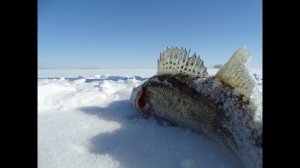 Ловля судака и берша на Камском устье и р. Волге в марте 2016