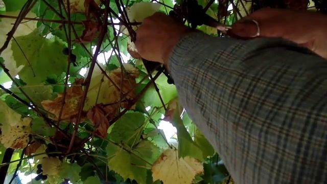 Мой сбор урожая винограда для вина на даче смотреть онлайн