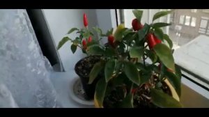 Рецепт Делаем вяленые томаты в сушилке. От Галины.