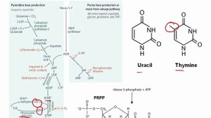 De Novo Pyrimidine And Purine Synthesis.mp4