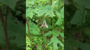 Пример питания паука