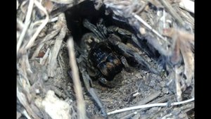 Тарантул, 4K