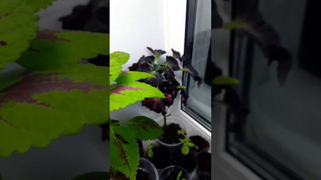 Колеусы. #рекомендации #колеус #рассада #цветы смотреть онлайн