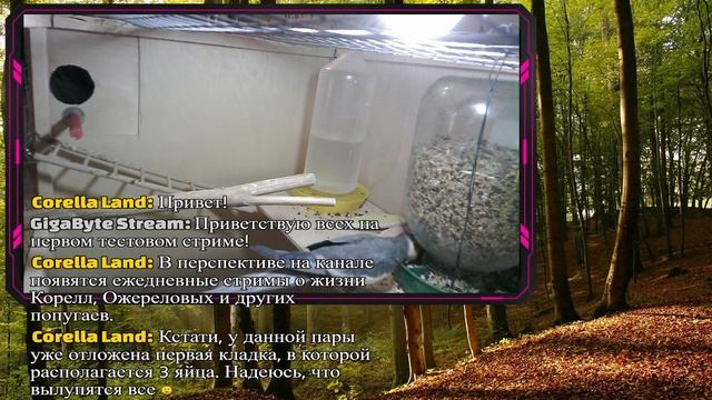 Кореллы - жизнь одной семьи в режиме онлайн (тест) смотреть онлайн