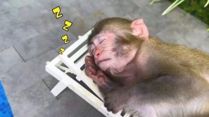 Monkey Baby Bon Bon oes to the toilet and plays with Ducklings in the swimming p